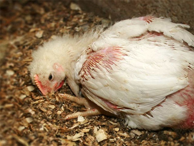 benh duong ruot o ga 4 Vi khuẩn Eimeria spp gây đi ngoài phân bọt, lẫn máu tươi ở gà