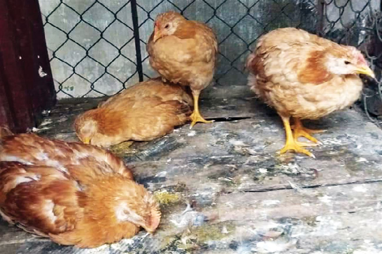 benh duong ruot o ga 5 Tăng cường sức đề kháng để phòng bệnh đường ruột ở gà