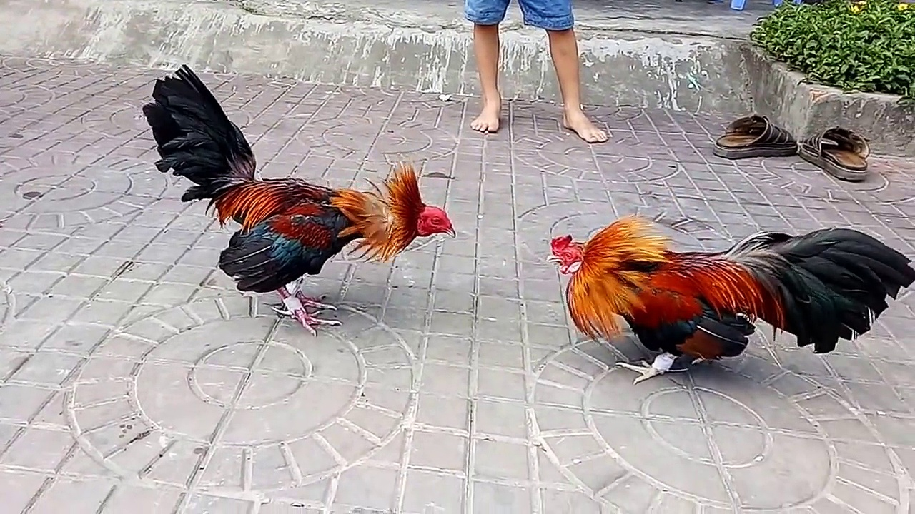 ga tre da cua 2 Cách chăm sóc gà tre từ tháng thứ 7 trở đi