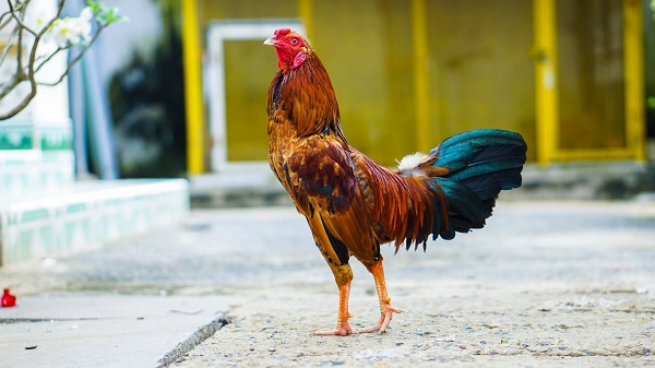 ky thuat nuoi ga choi 1 Một con gà trưởng thành có cân nặng từ 3 đến 4 cân